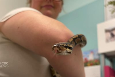 Ball python rescued from dumpster in Prince Edward Island