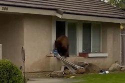 Bear steals package of Oreos from California home