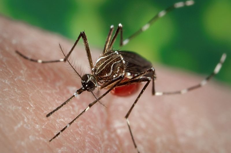 The Centers for Disease Control and Prevention issued a health advisory Tuesday, warning of increased dengue fever risk in the United States as cases of the mosquito-borne virus hit record numbers in hotter, humid regions around the world. Photo courtesy of the CDC