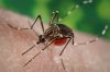 CDC warns of increased dengue fever risk in U.S. as worldwide cases soar