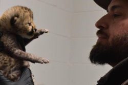 Cheetah cub born in Oregon transferred to Ohio to meet foster mom