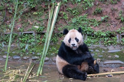 China sends two giant pandas to San Diego Zoo