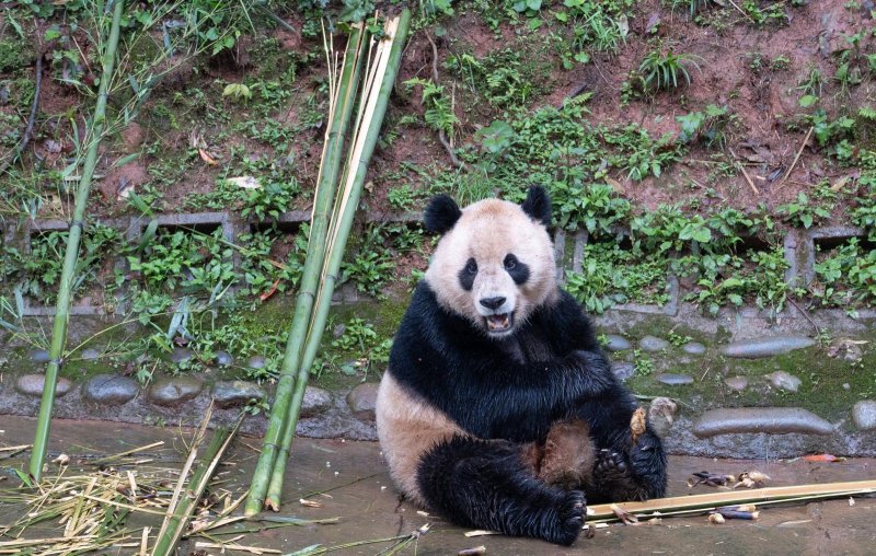 Two giant pandas, Yun Chuan and Xin Bao, departed China en route for the United States where they will live at San Diego Zoo. Photo courtesy Chinese Ministry of Foreign Affairs