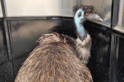 Drivers wrangle loose emu in the middle of Alberta highway