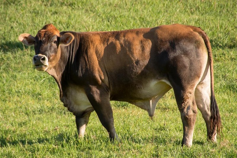 Animal control officials in Boston said a reported cow on the loose is actually a bull that escaped from the home of a person who was unaware that the animals are not legal to keep in the city. Photo by sandid/Pixabay.com