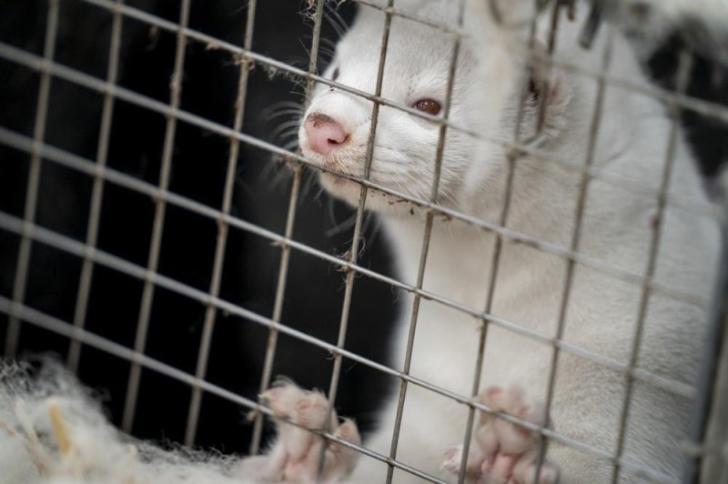 Workers in Finland's mink farms will be among the world's first to receive the H5N1 vaccine to prevent the potential spread of the bird flu to humans. Photo by Mads Claus Rasmussen/EPA-EFE