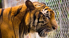 Samui Aquarium & Tiger Zoo