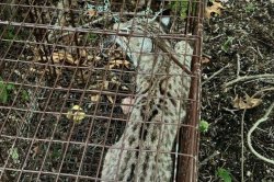 Indiana zoo's escaped baby bobcat safely captured