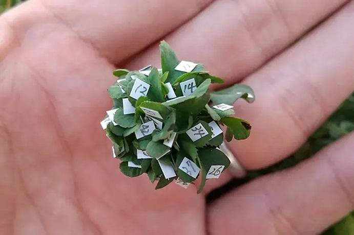 Yoshiharu Watanabe earned a Guinness World Record by growing a 63-leaf clover. Photo courtesy of Guinness World Records