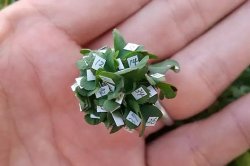 Japanese man grows extra-lucky 63-leaf clover