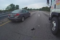 Kitten rescued from middle of Florida highway