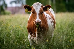 Loose cow evades animal control officers in Boston