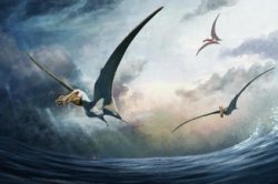 New species of Cretaceous-era flying reptile identified in Australia