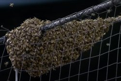 Pest control ace clears Dodgers-Diamondbacks bee swarm, throws first pitch