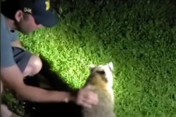 Raccoon choking on cheese rescued by Michigan friends