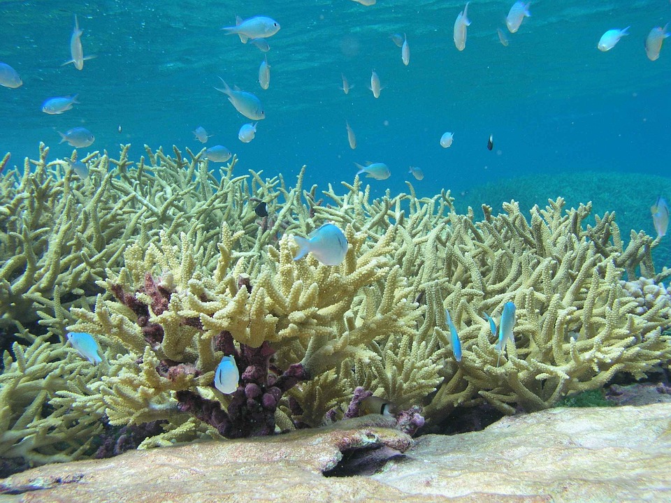 Staghorn Reef