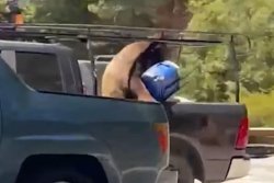 Thieving bear steals workers' lunch from pickup truck in California